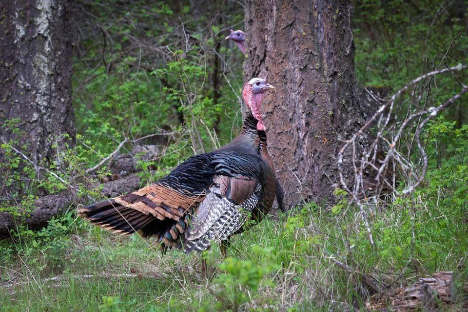 Turkey in North Idaho