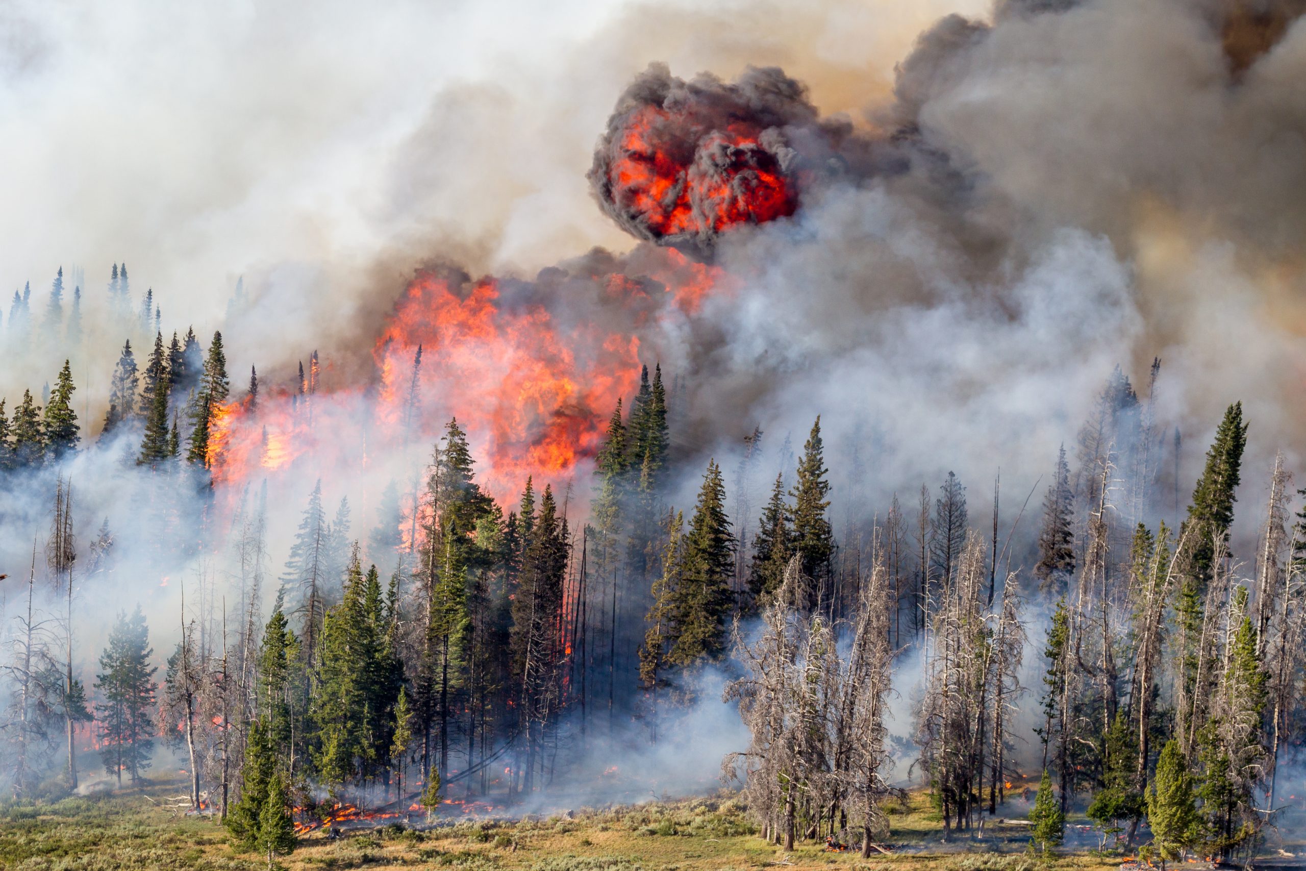 Lava Mountain Fire, Shoshone National Forest, Wyoming,