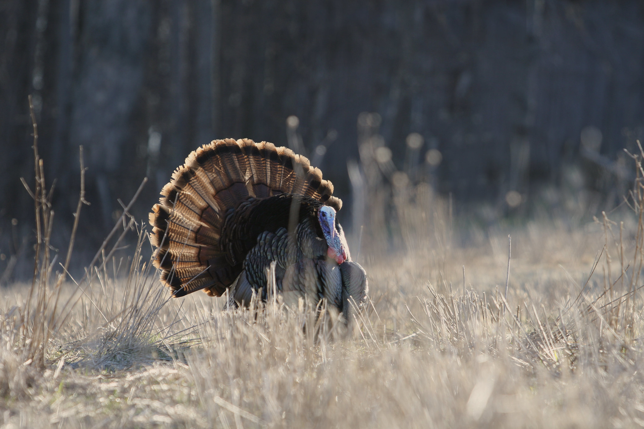 Turkey Call All Access Ep. 74 — MeatEater’s Turkey Week with Phelps