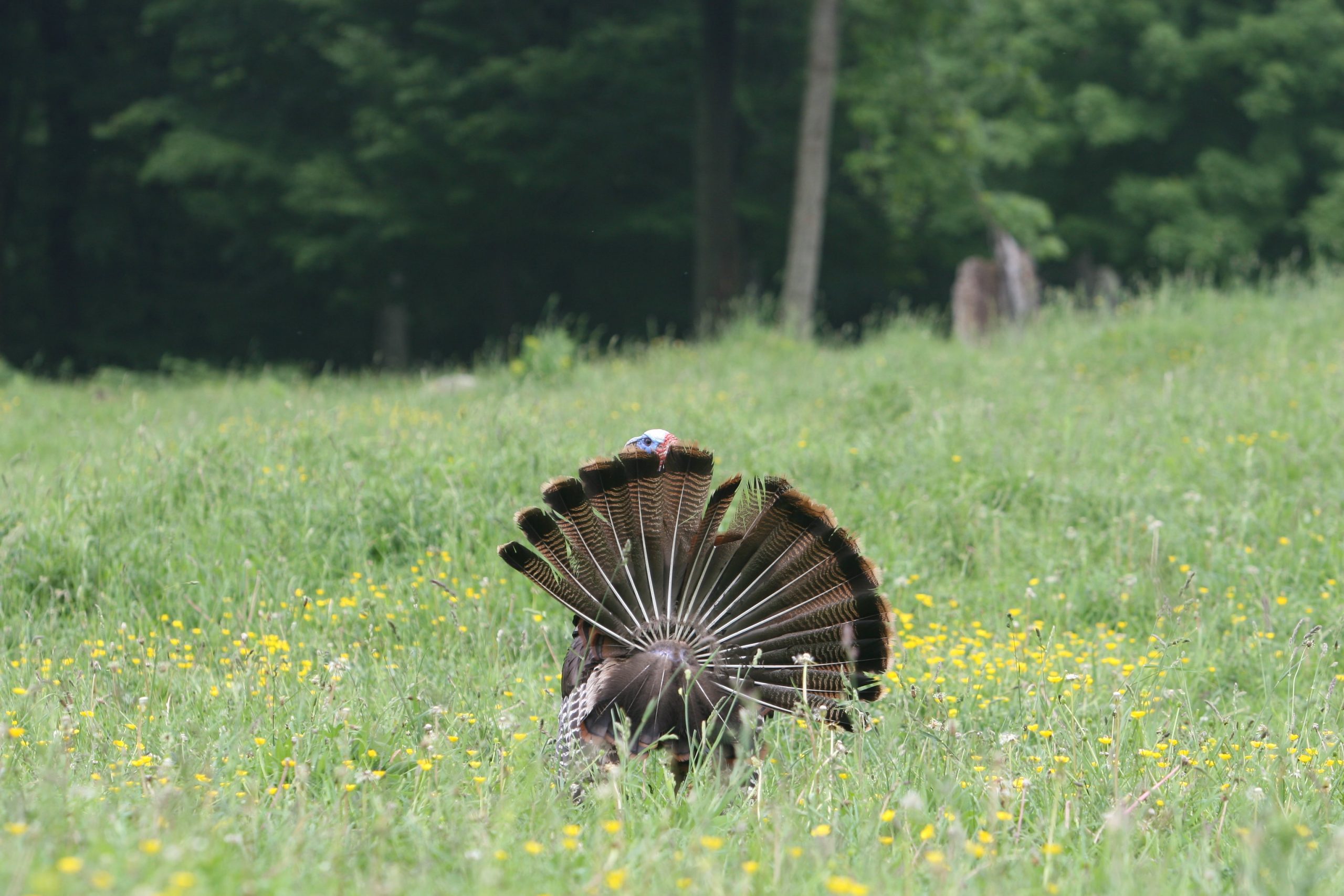 Firebreaks and Fly Downs — April 18, 2024 The National Wild Turkey