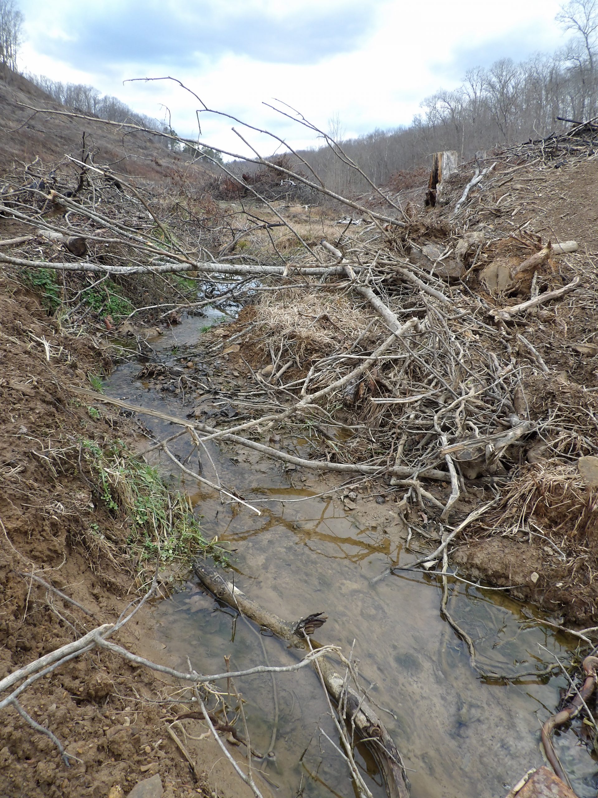 Reclaiming Your Land After A Timber Harvest The National Wild Turkey
