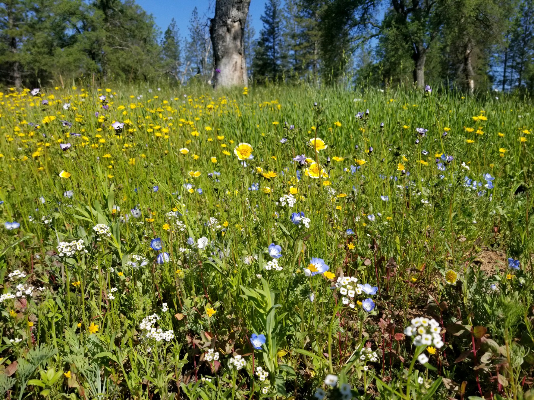wildflowers bloom after prescribed burn treatments in California