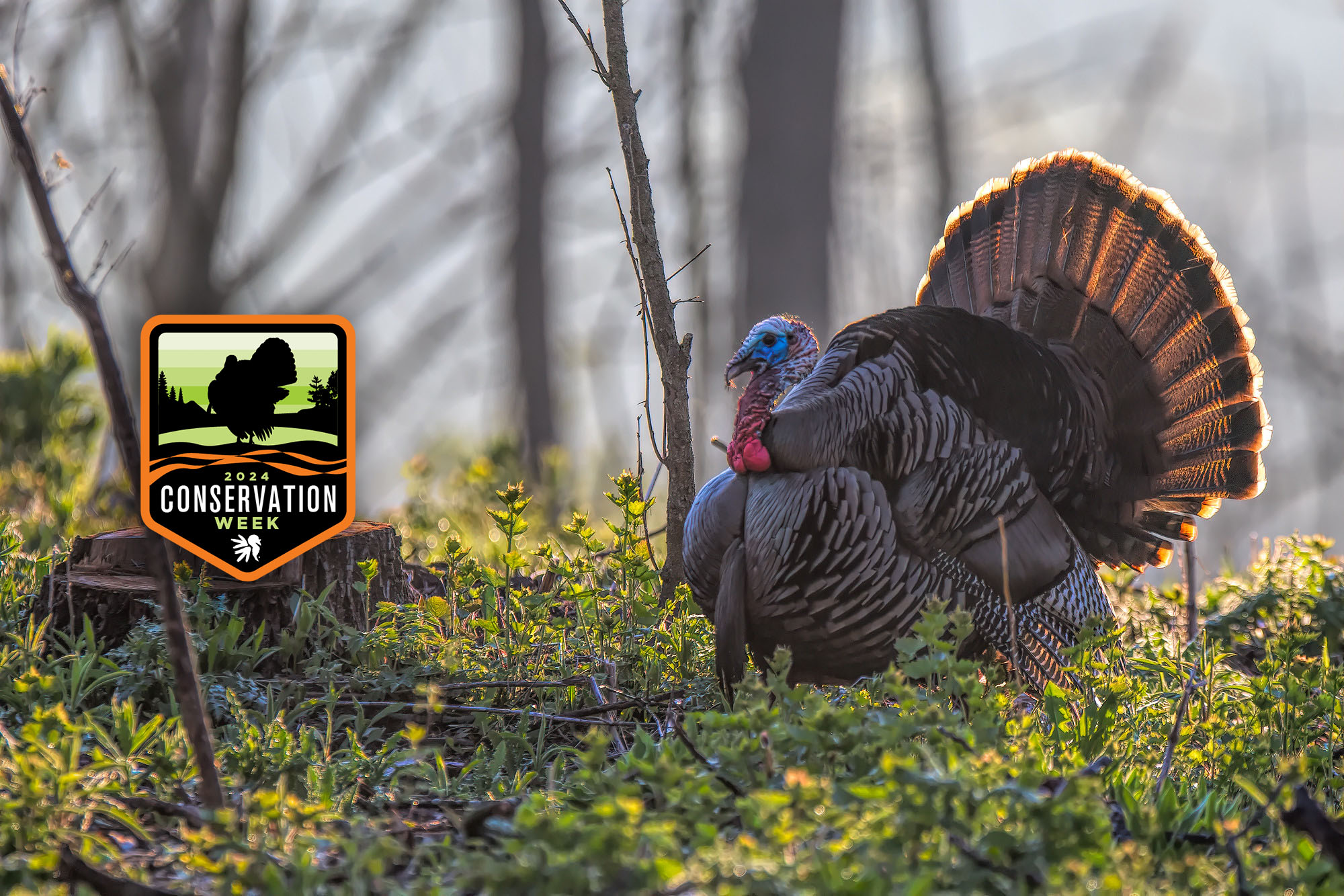 A wild turkey in the golden light of a recently managed forest.