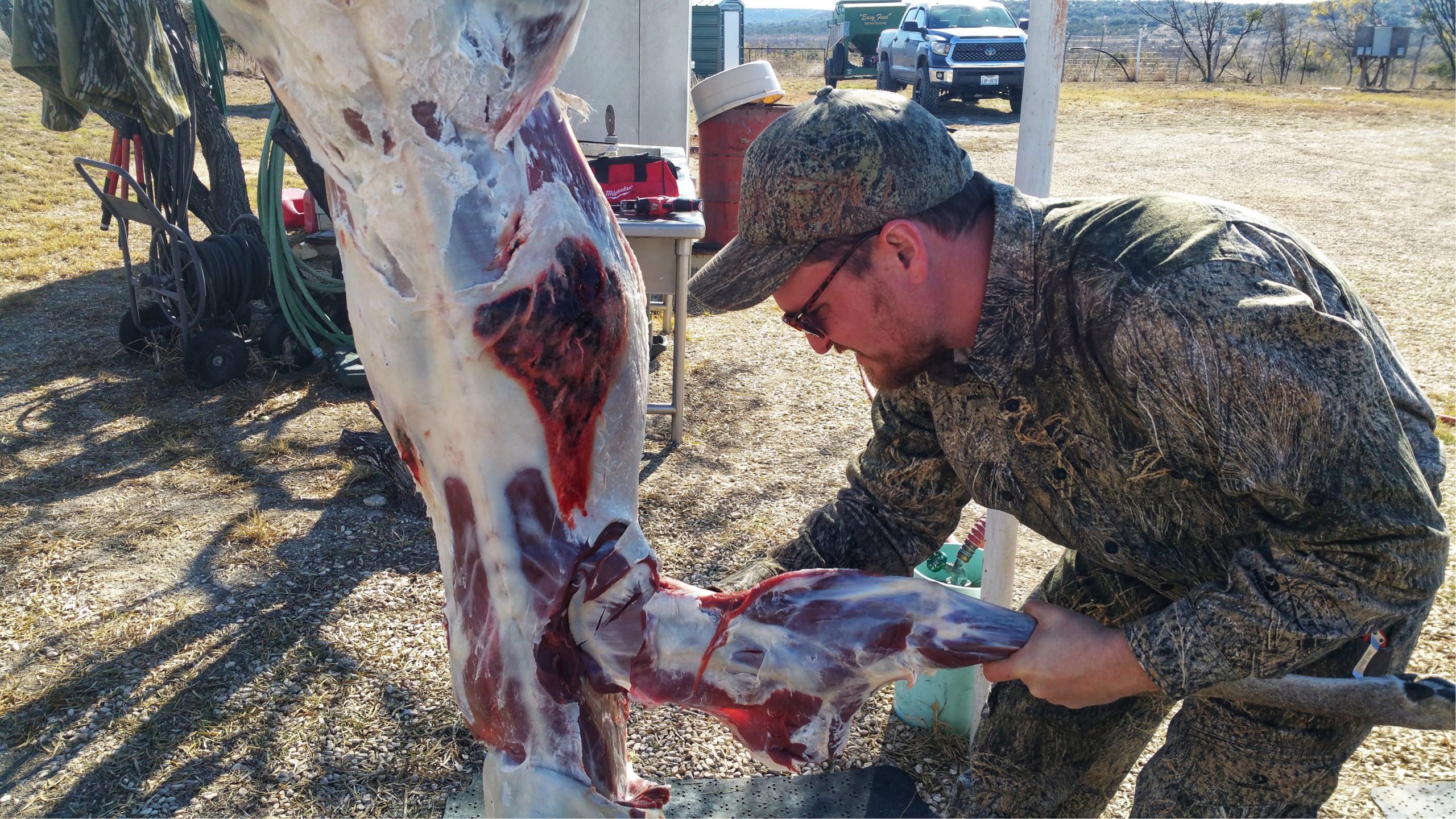 HC167, Skinning and breaking down a whitetail fast for cooling in hot weather.