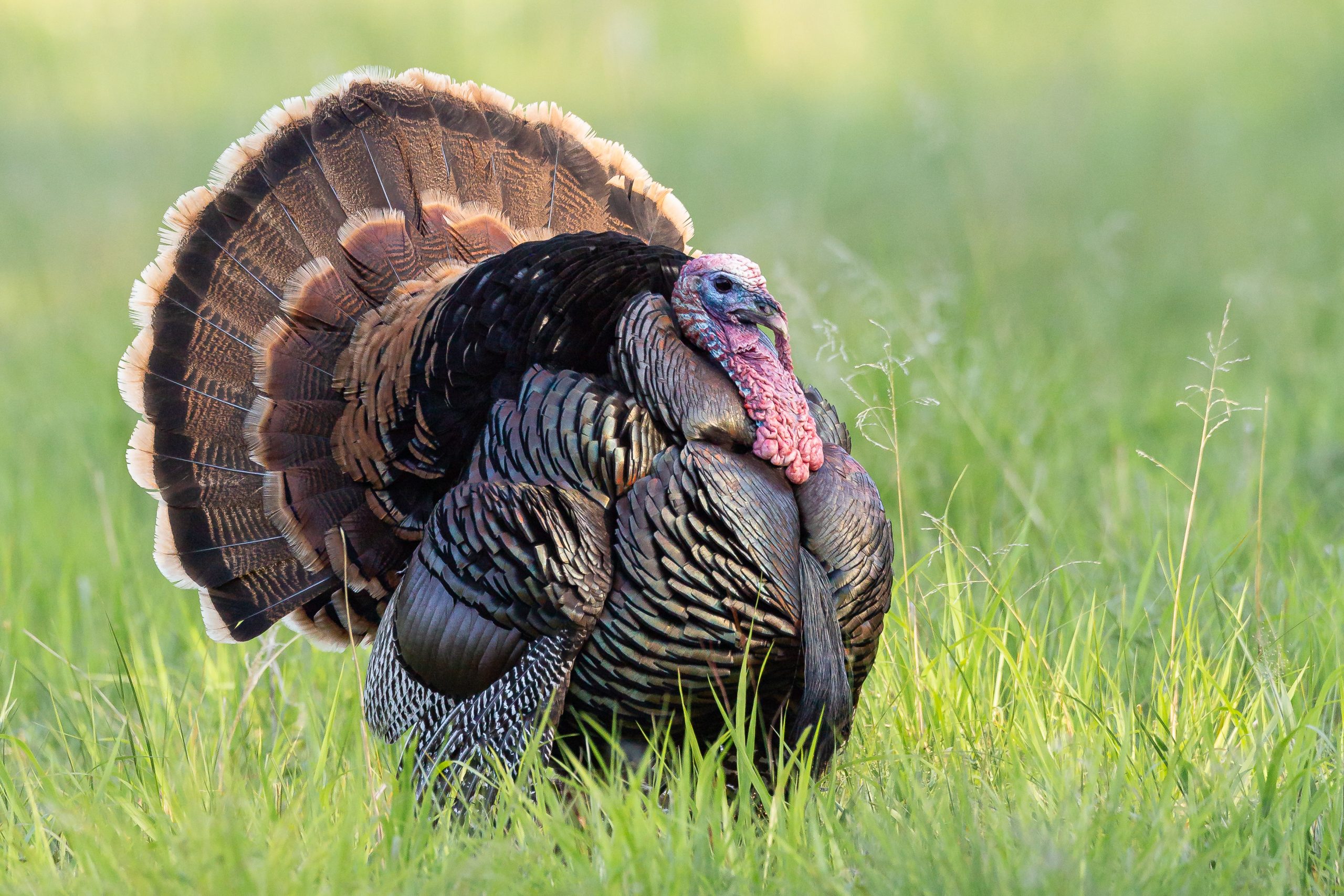 NWTF Oklahoma, Partners Invest over $700K in Conservation, Education ...