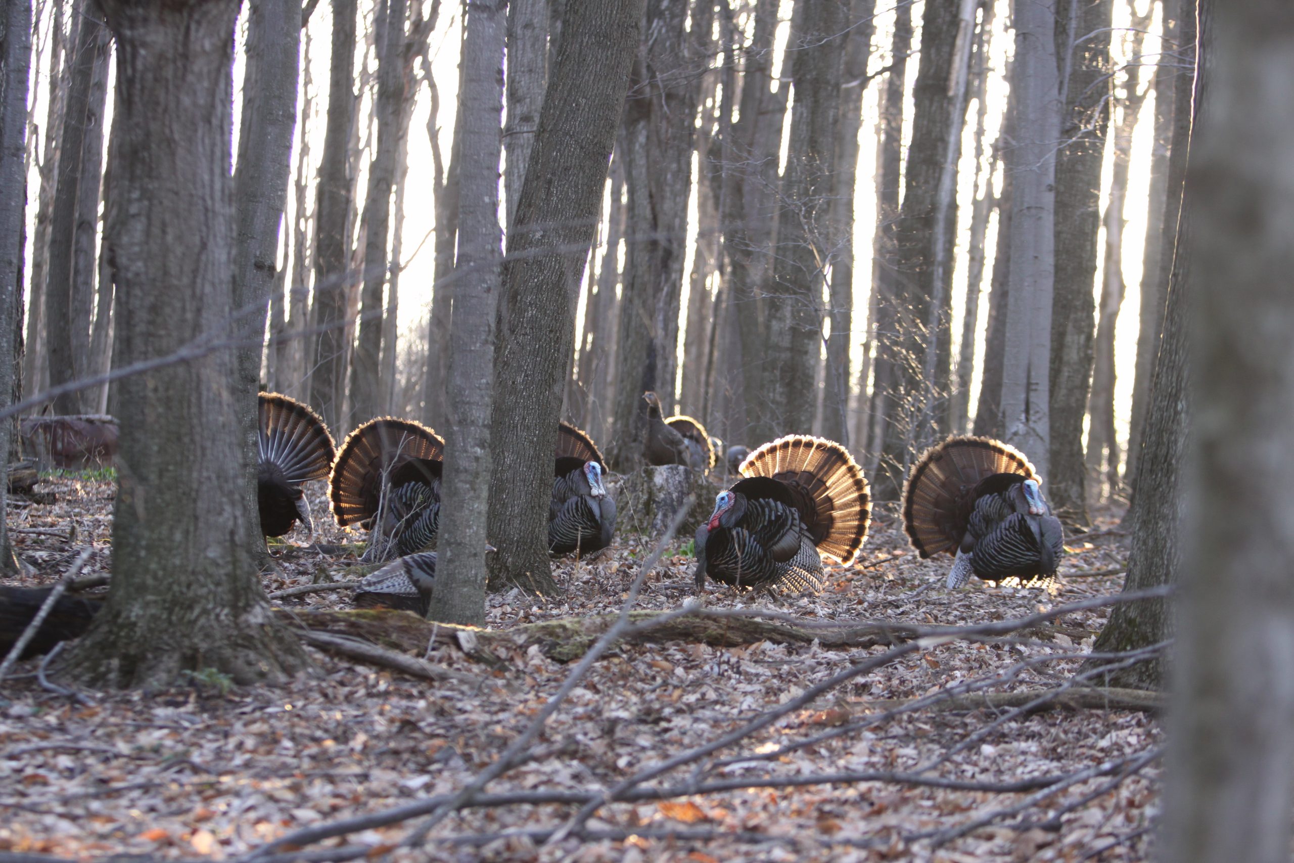 Six wild turkeys strut in the winter woods.