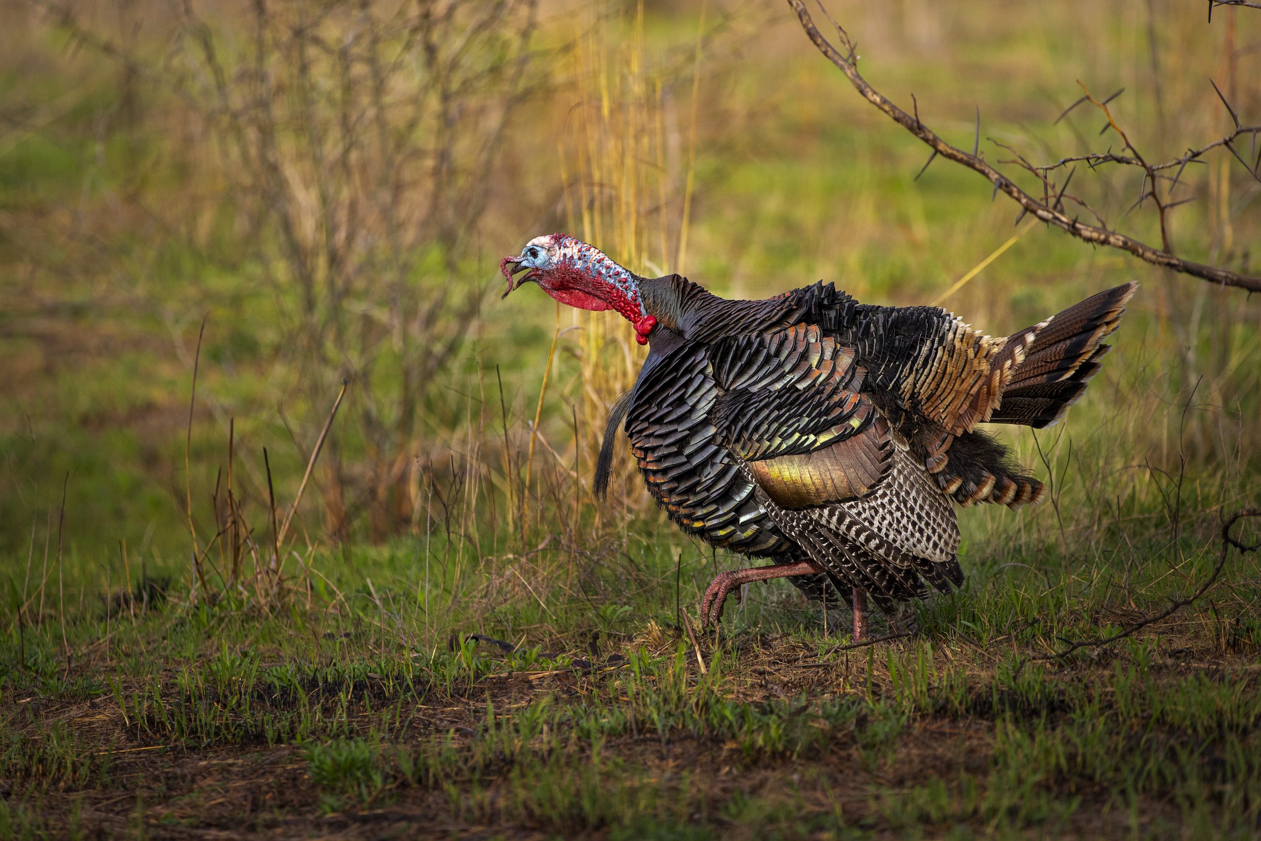 Washington State, WA - The National Wild Turkey Federation
