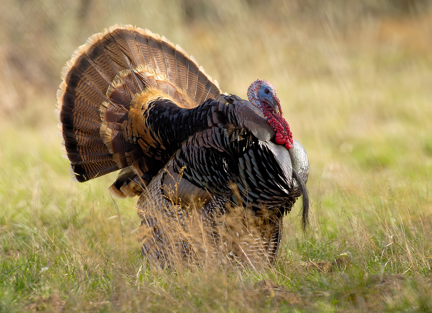 Behind The Bird: History And Conservation Of The Rio Grande Wild Turkey ...