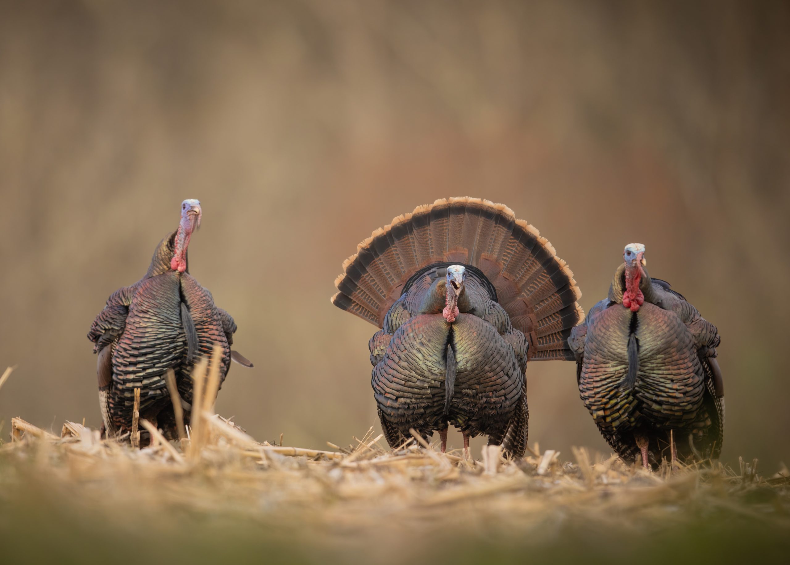 The adult male wild turkeys.