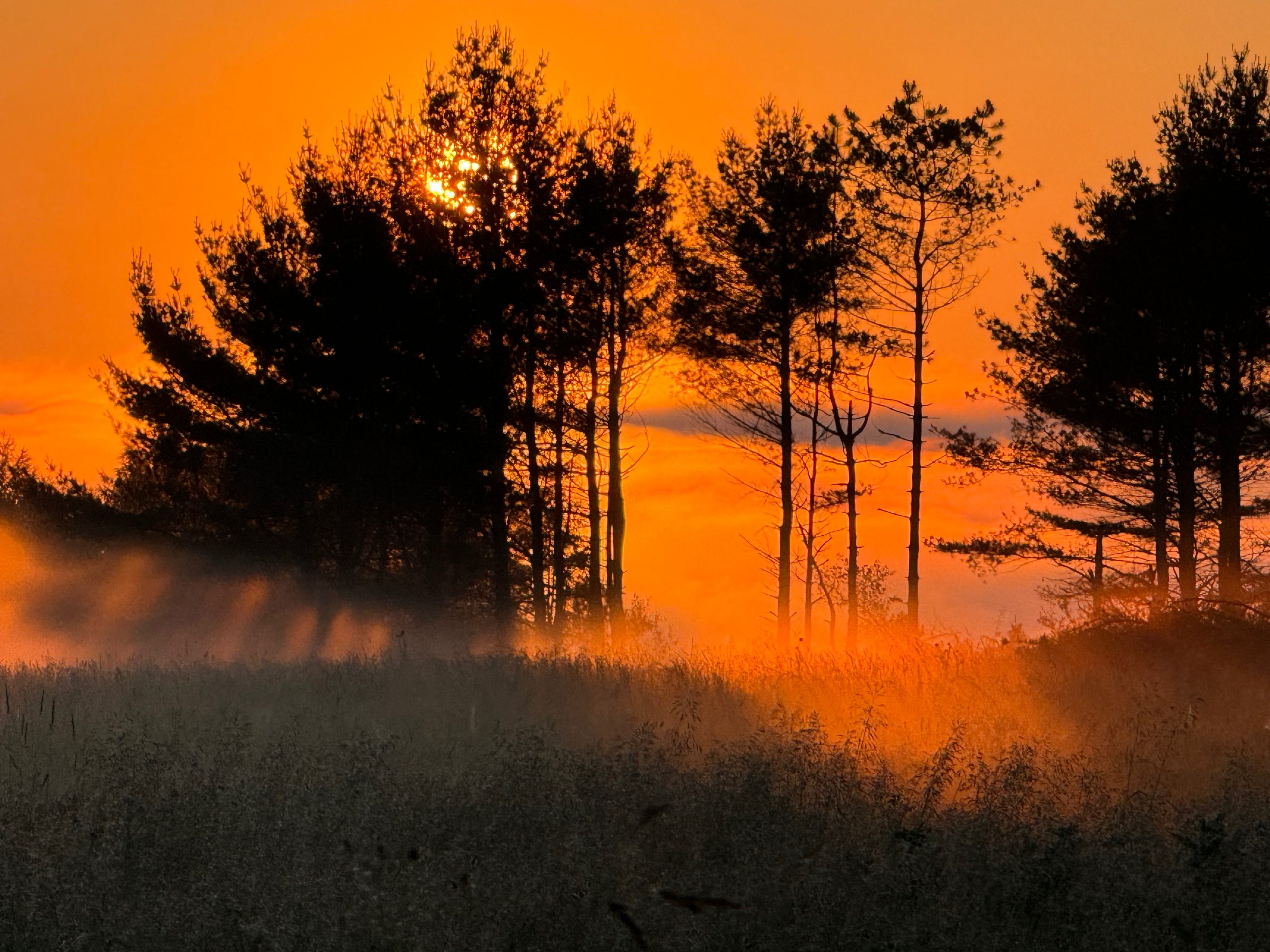 A sun rising in the forest.