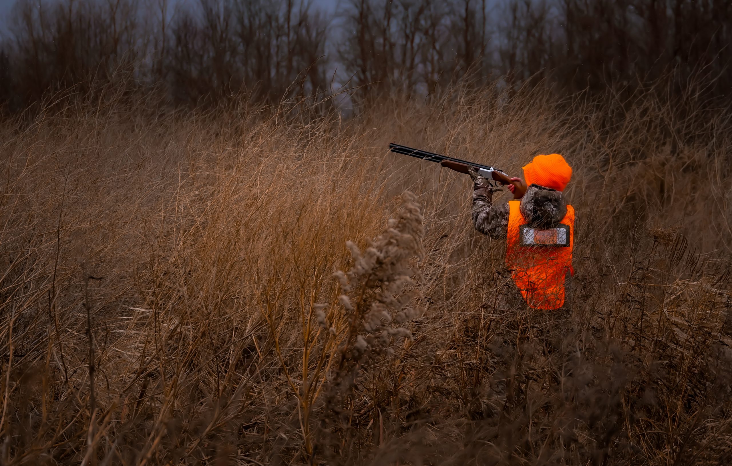 Youth hunter in blaze orange upland bird hunting