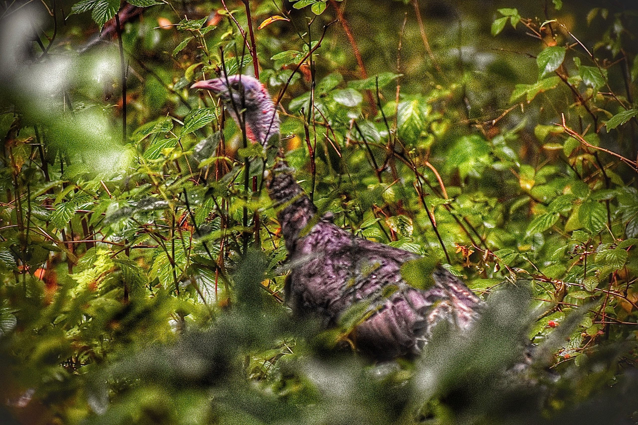 A hen in dense brush.