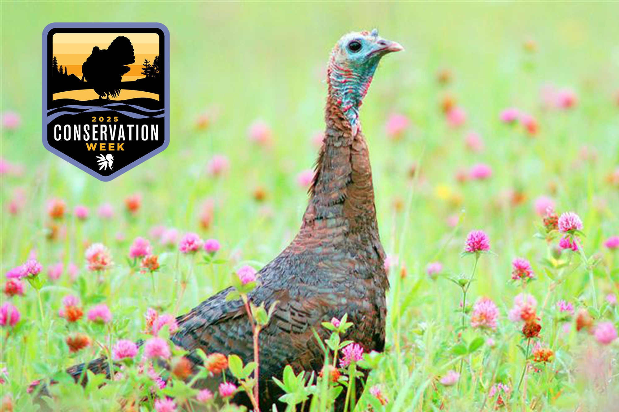 Wild turkey hen in clover for NWTF's Conservation Week