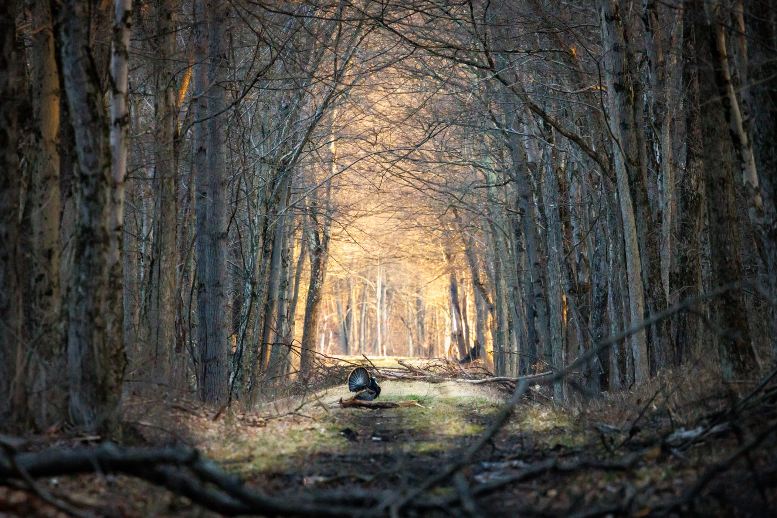A wild turkey struts in an opening in the fall woods.