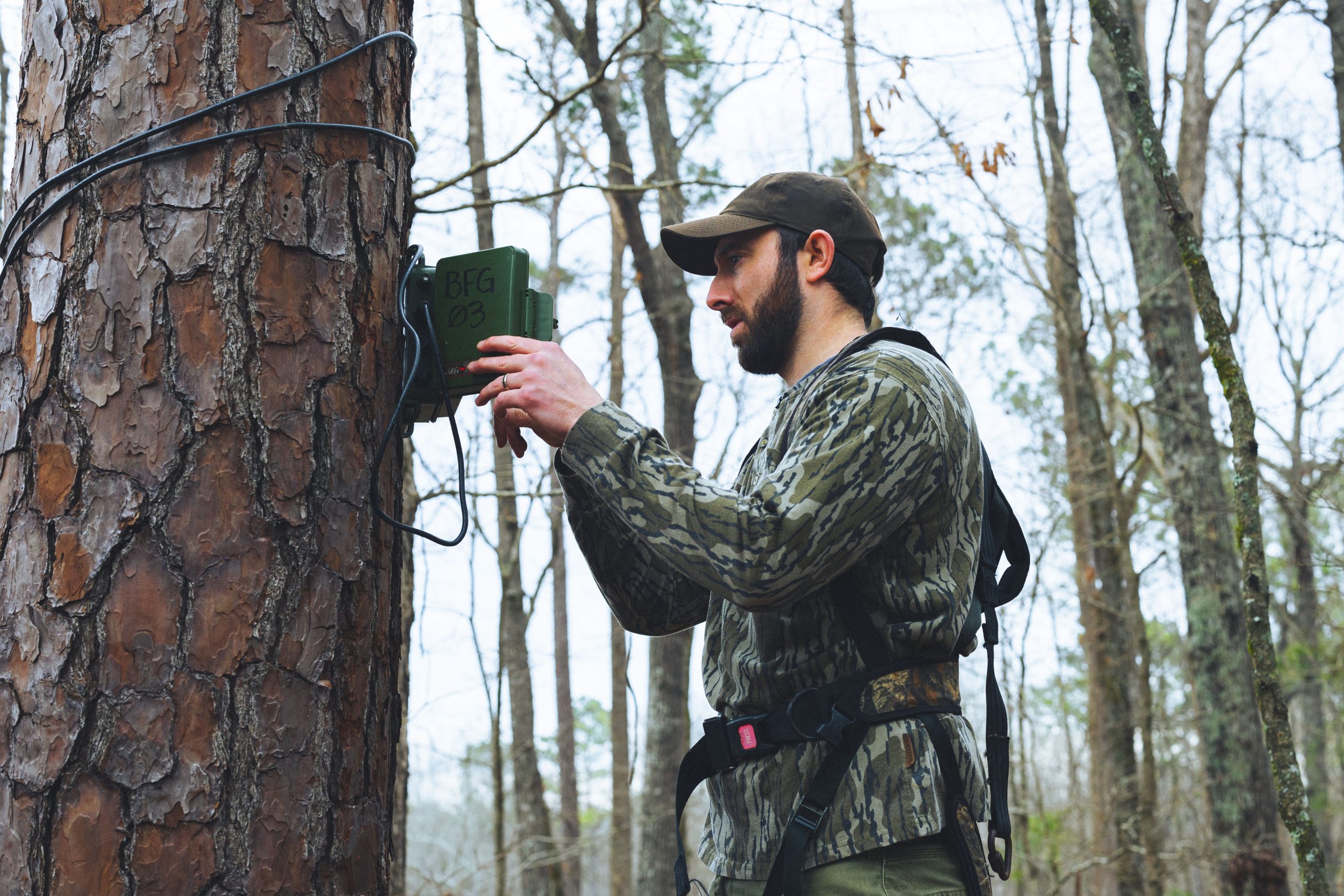 WIld turkey research hangs up an acoustic recorder on a pine tree.