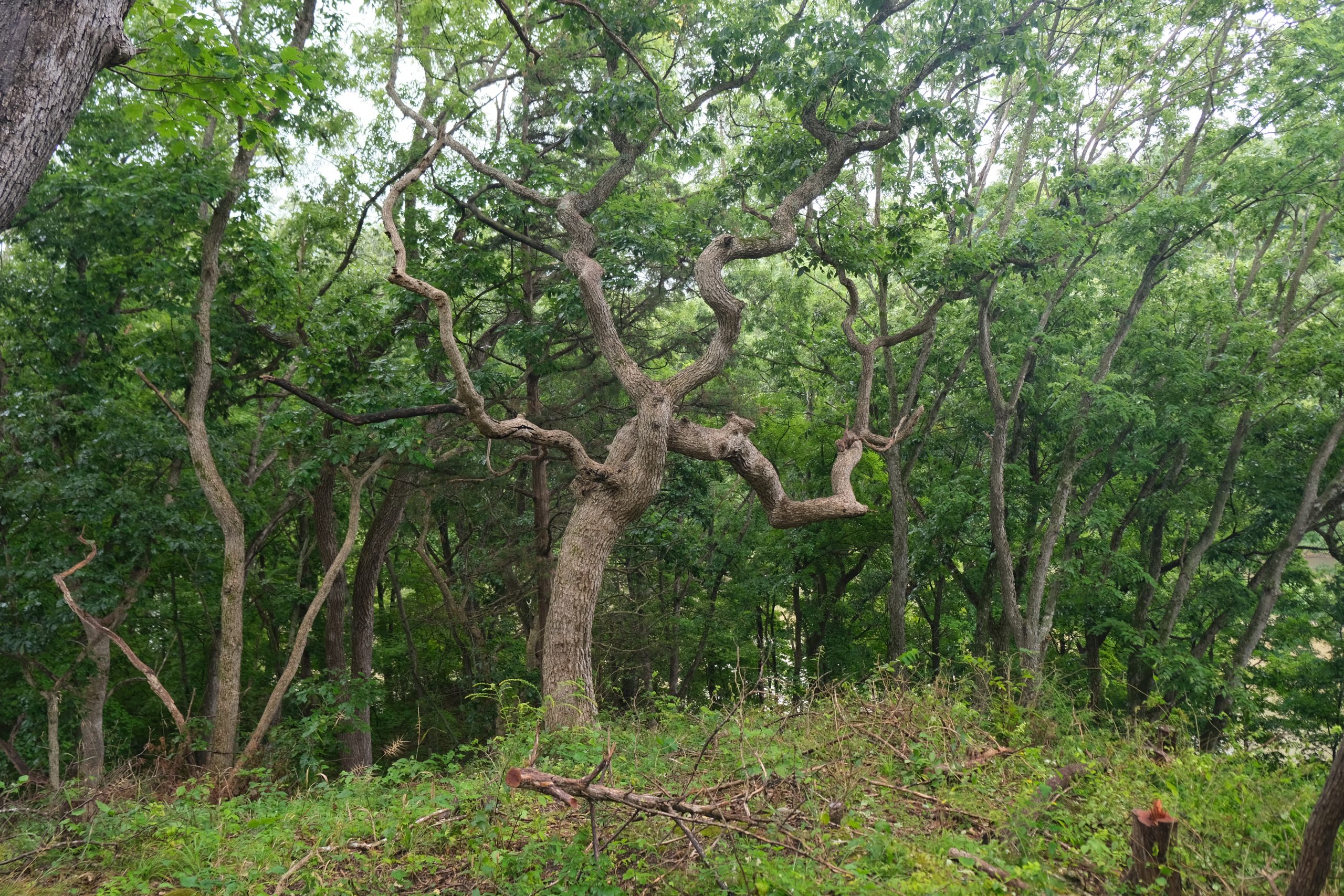 Jackson County Conservation project site
