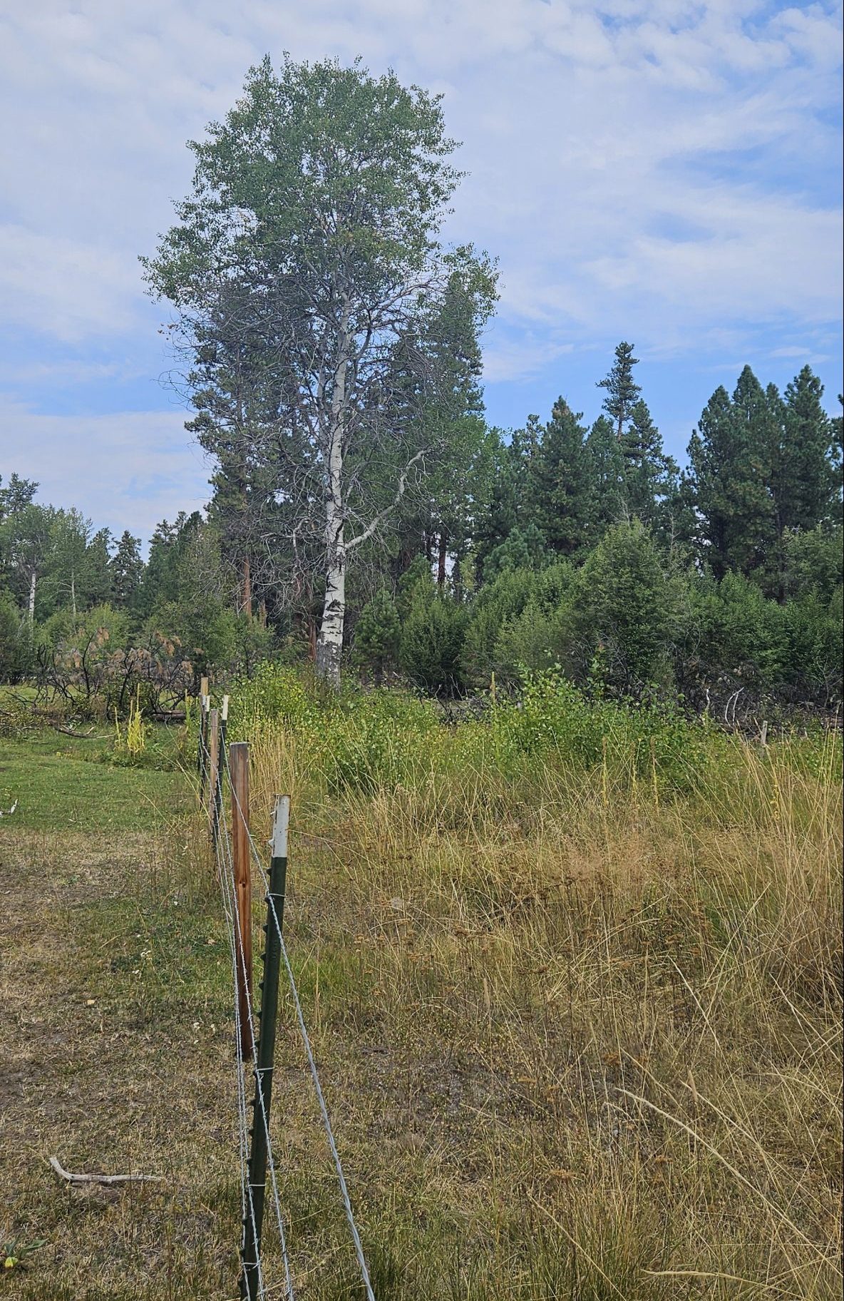comparison between the aspen growth within the fenced stand vs the heavily browsed area outside of the fencing.