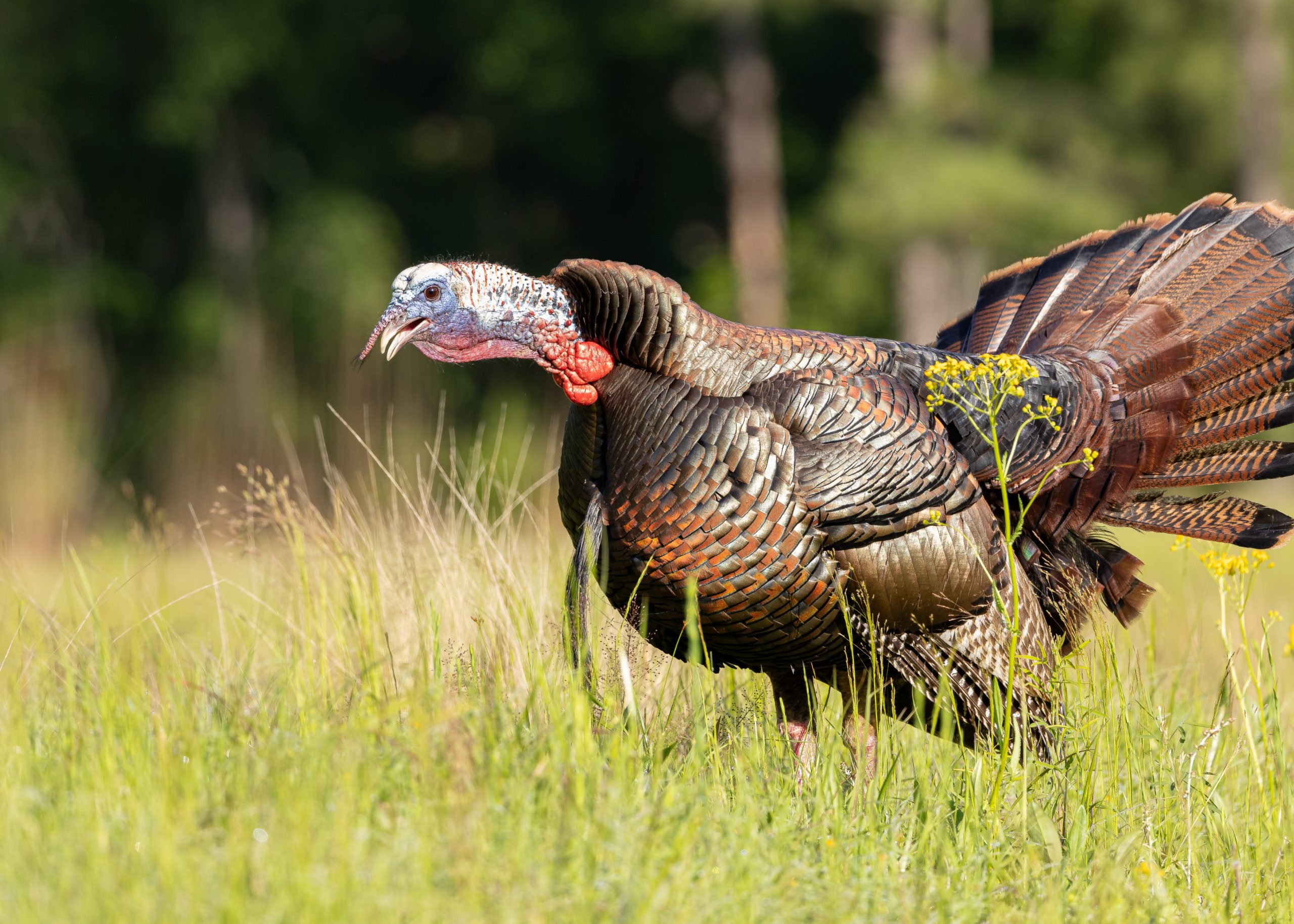 Wild tom turkey strutting and gobbling in a field