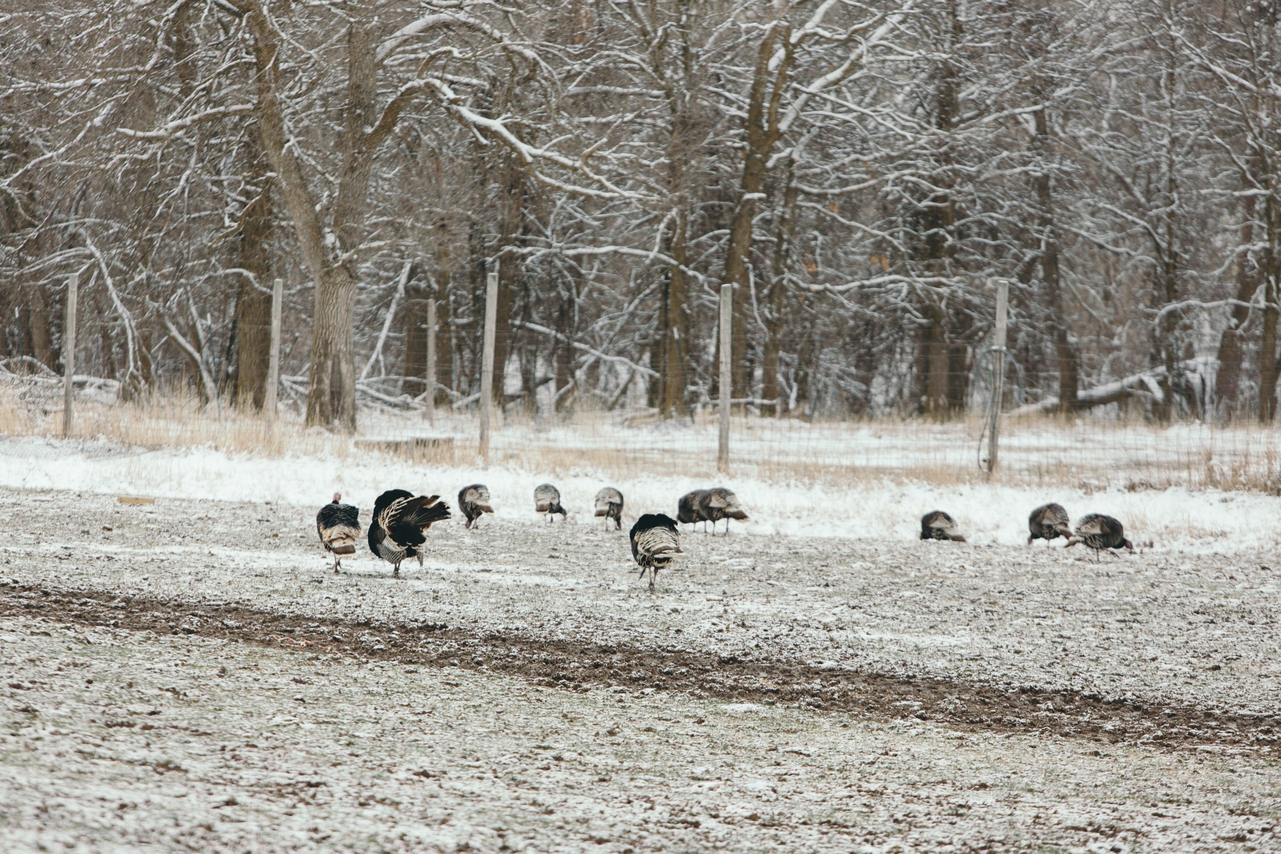 Winter wild turkey flock