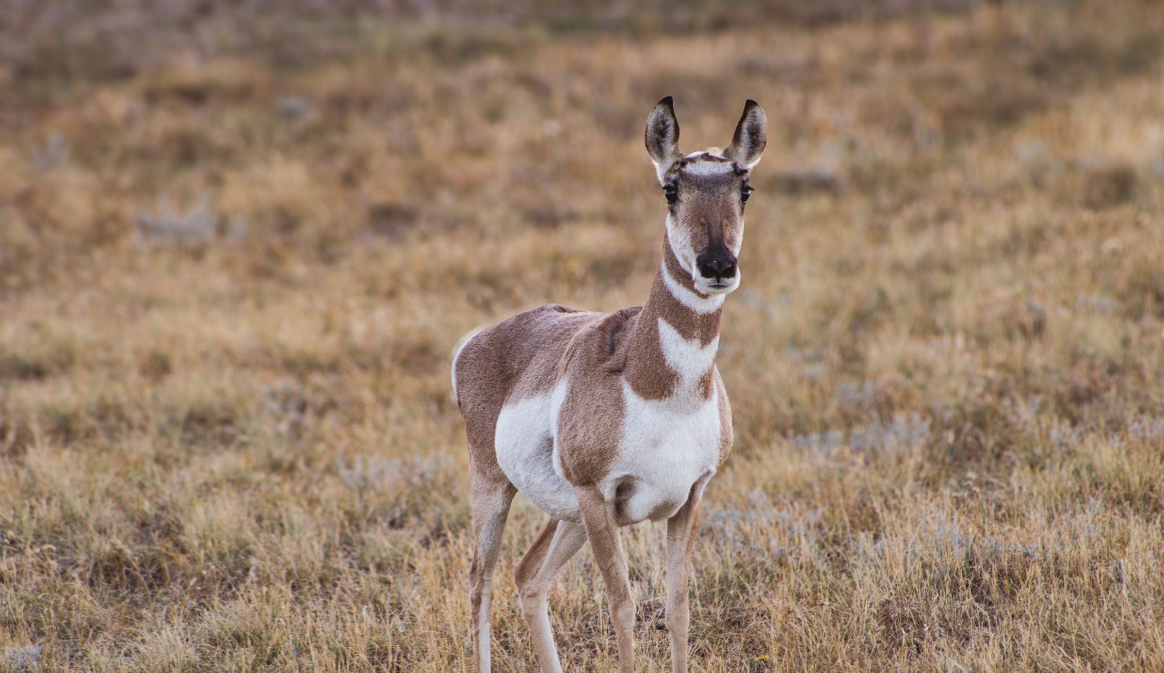 Pronghorn doe in Wyoming