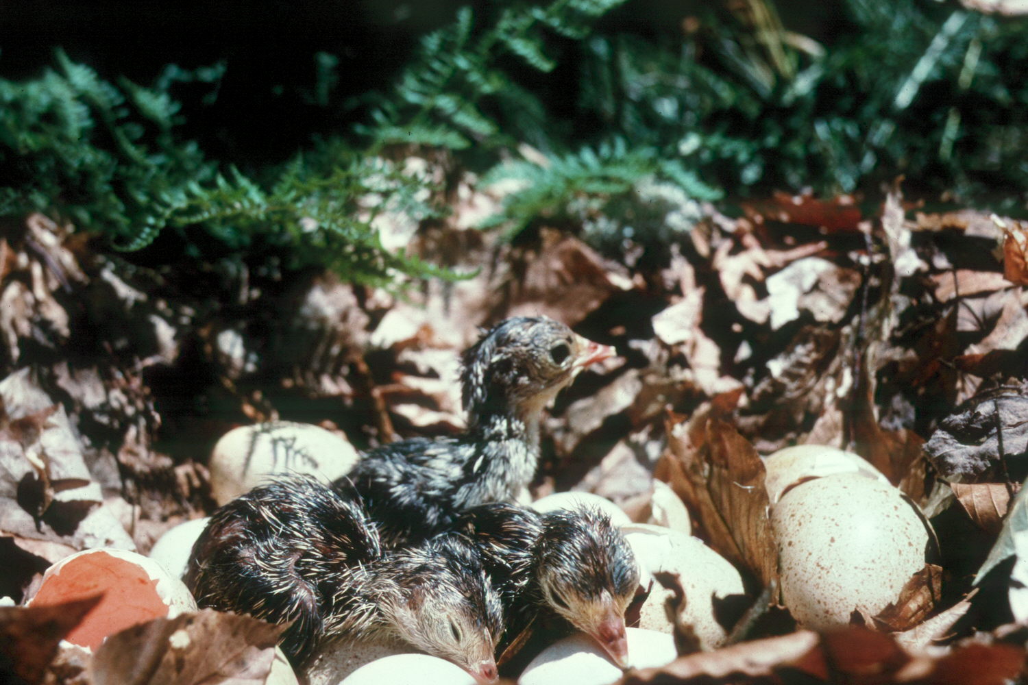 How the Turkey World Turns - The National Wild Turkey Federation