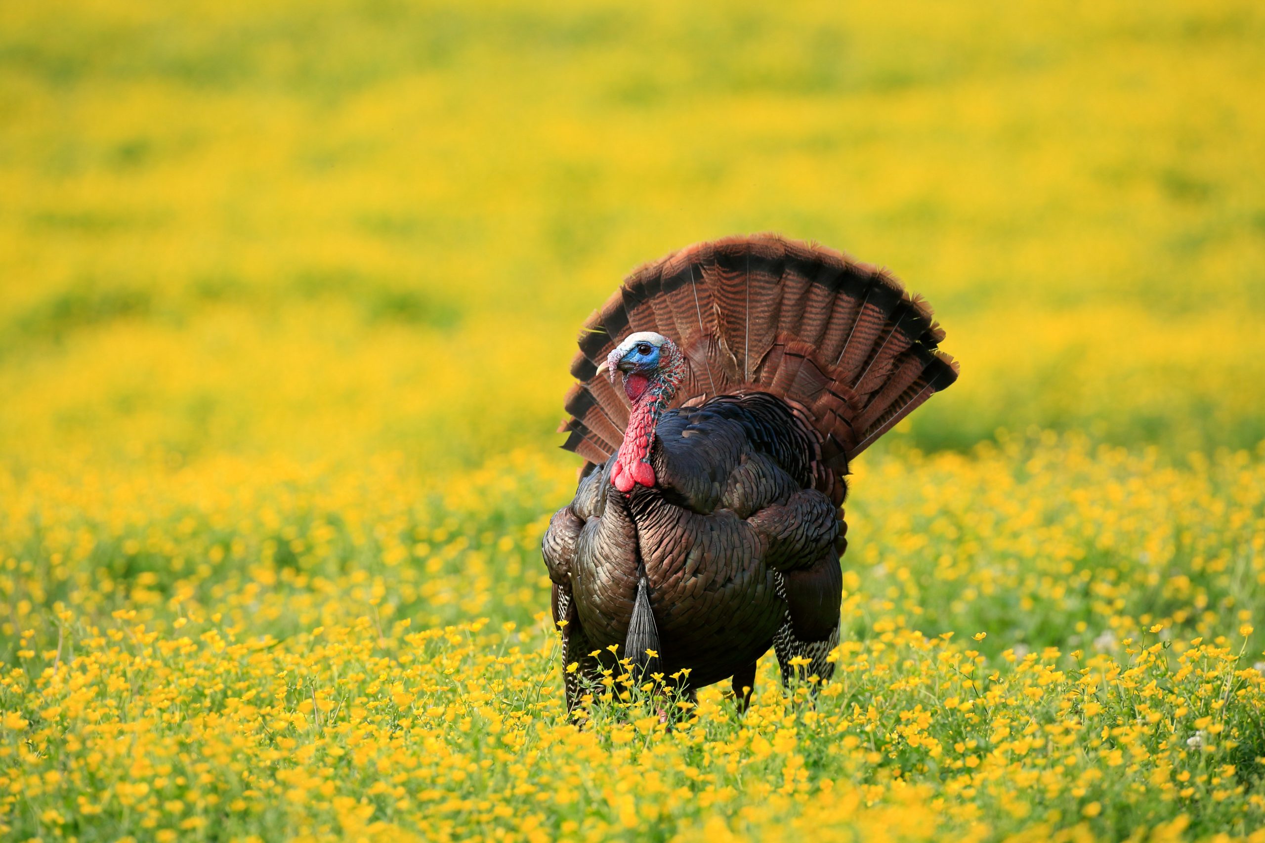 Turkey strutting in a yellow flower field
