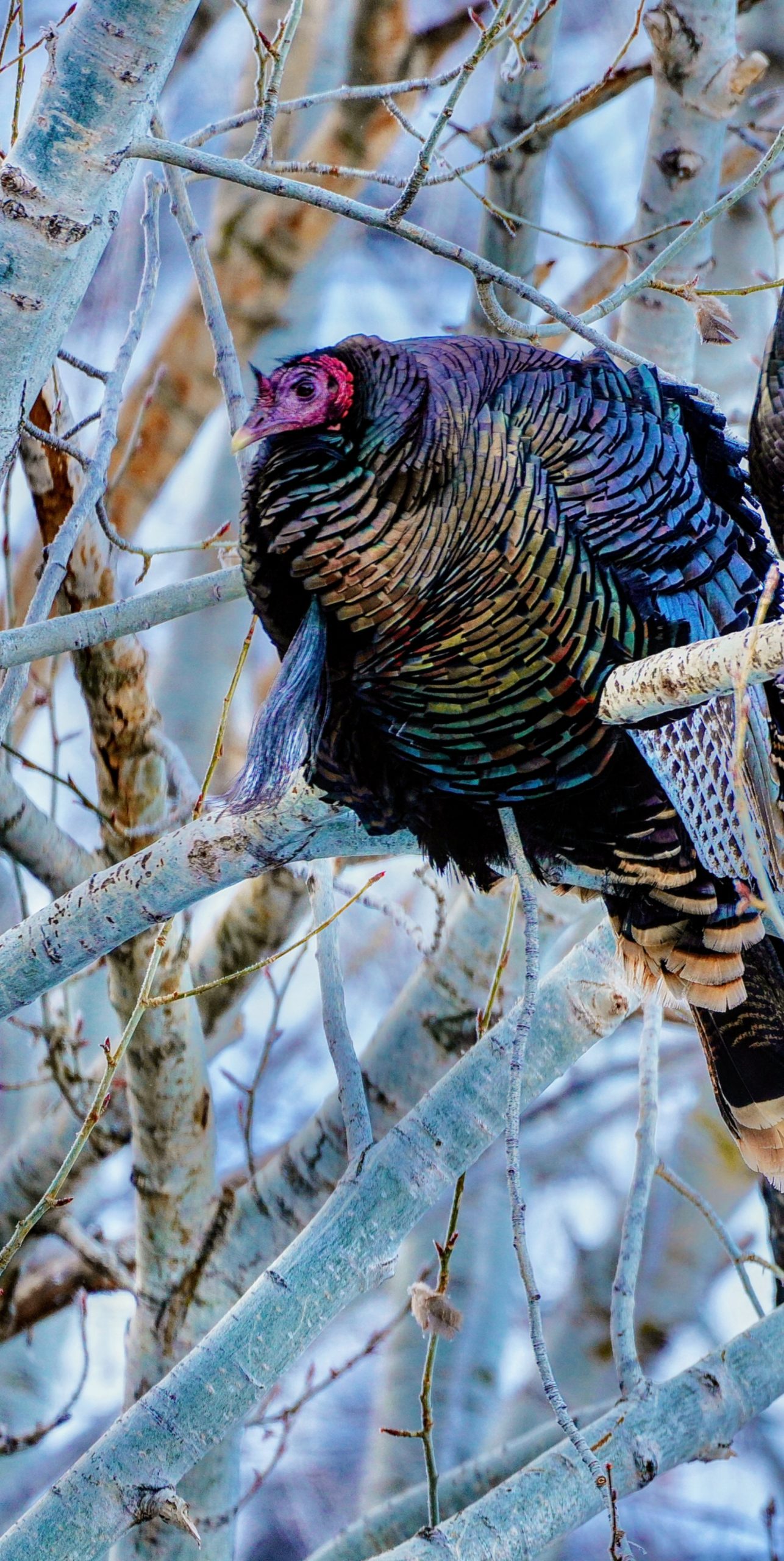 希少！非売品！WILD TURKEY  BERセット Archive - Wild Turkey Lab