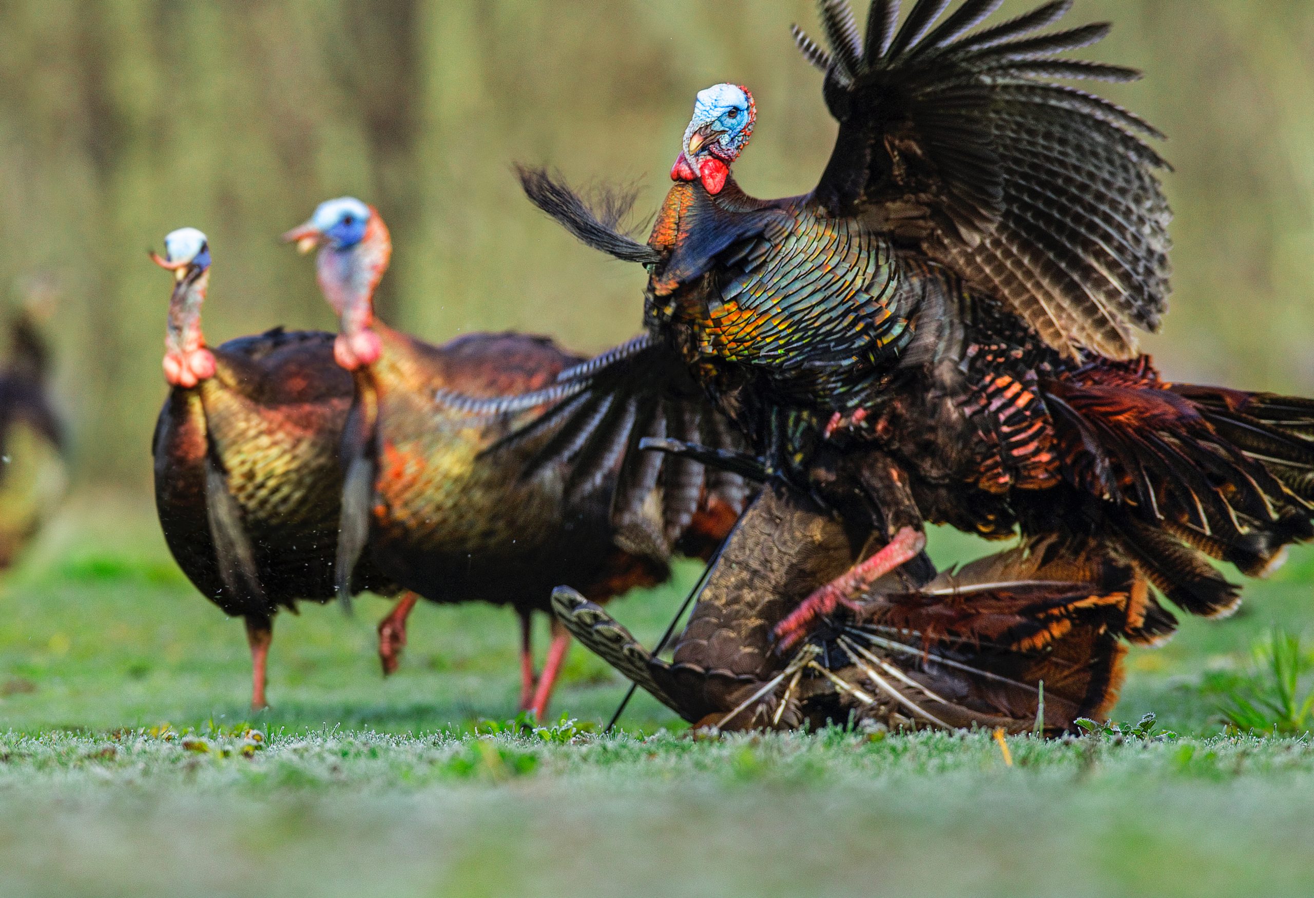 Ask Dr. Tom: The Physics Behind Wild Turkey Force - The National Wild ...