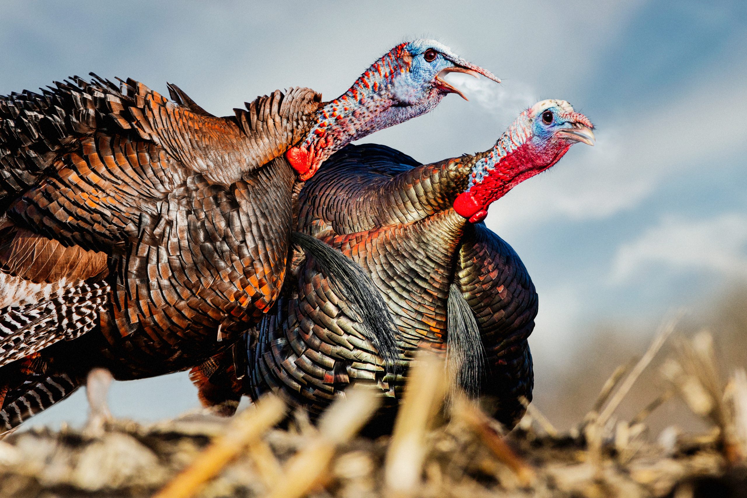 Two gobblers making an announcemnet of sorts.