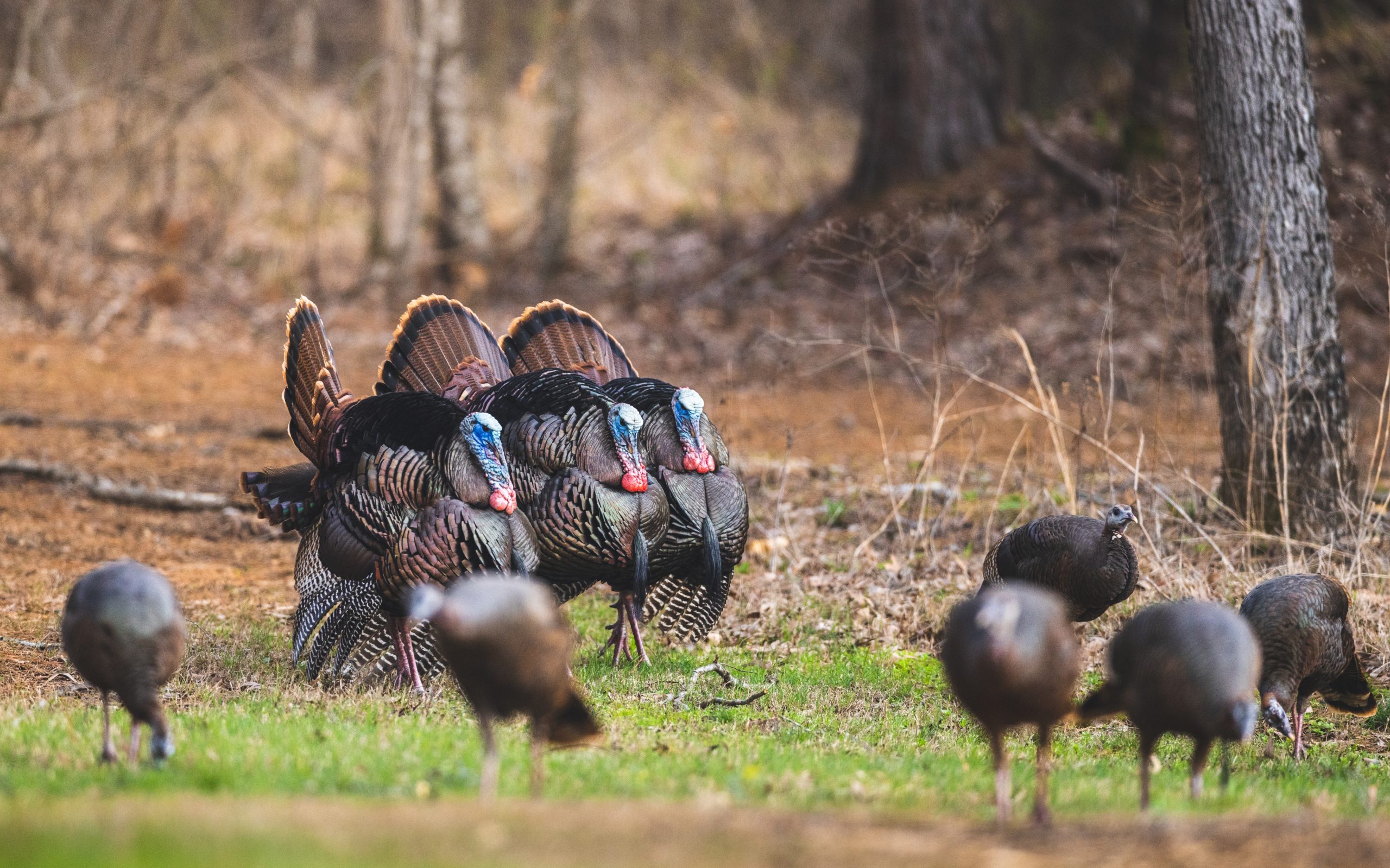Multiple toms strutting and hens foraging.