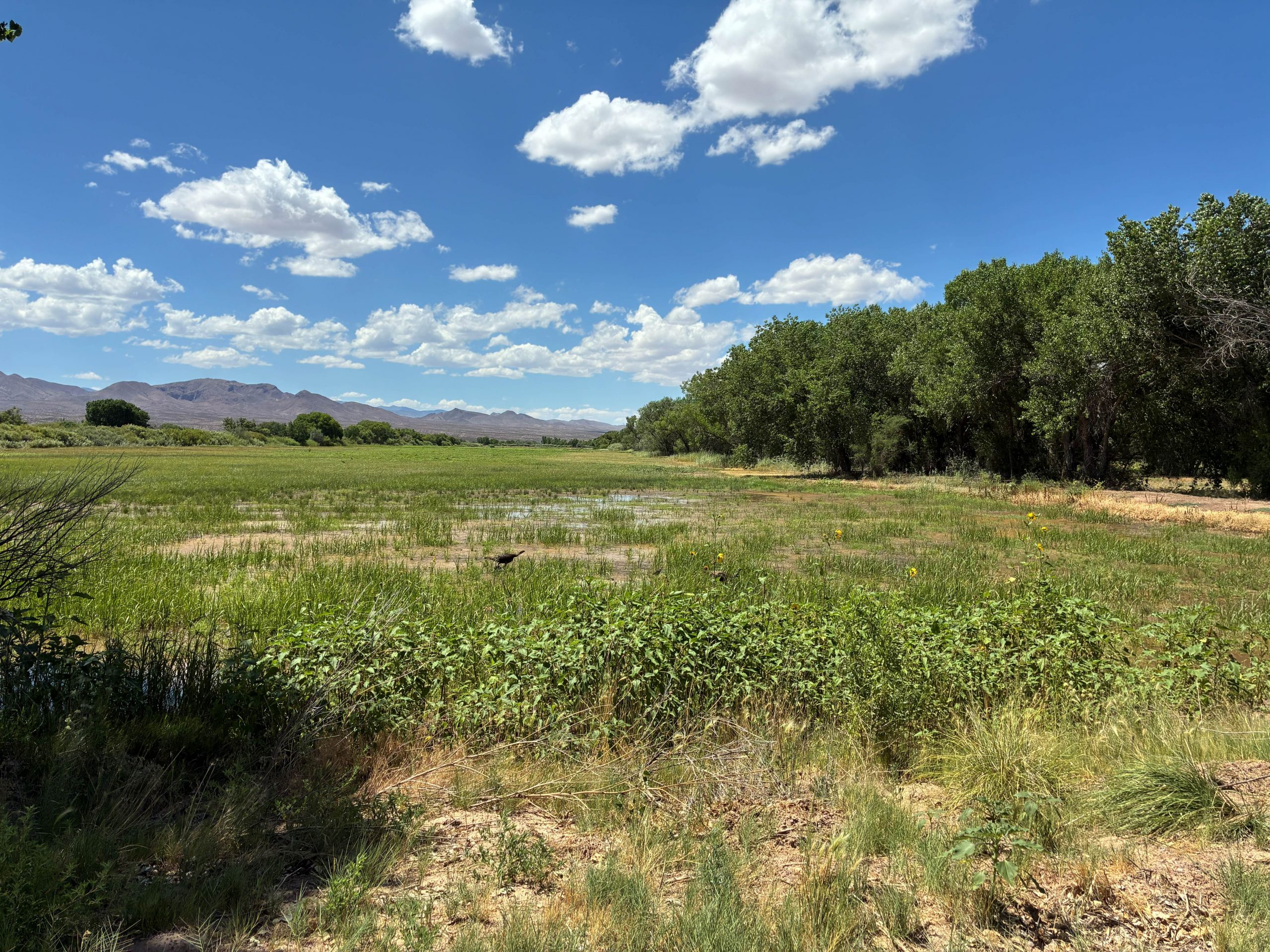 NWTF Waterways for Wildlife Initiative Enhances Wild Turkey Habitats