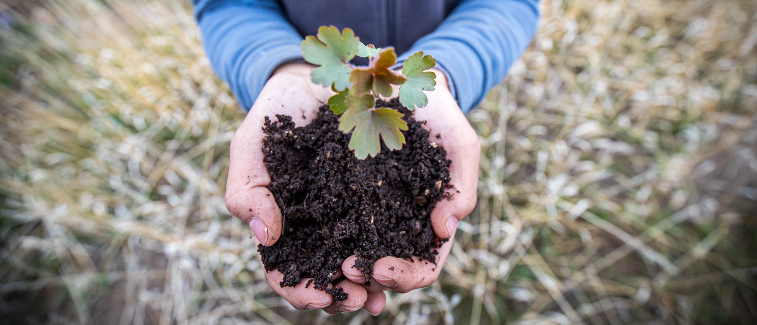 two hands holding a seedling