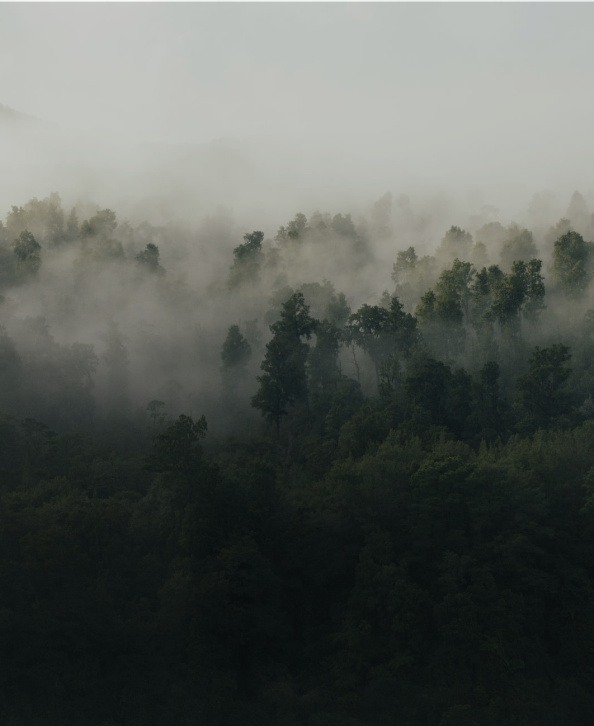 heavy fog on a forest