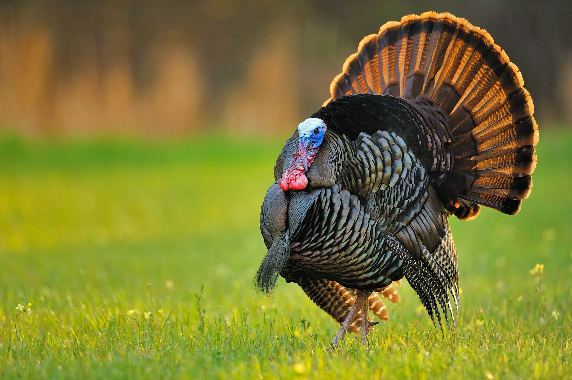 wild turkey lifestyle and breeding; Tess Randle Jolly