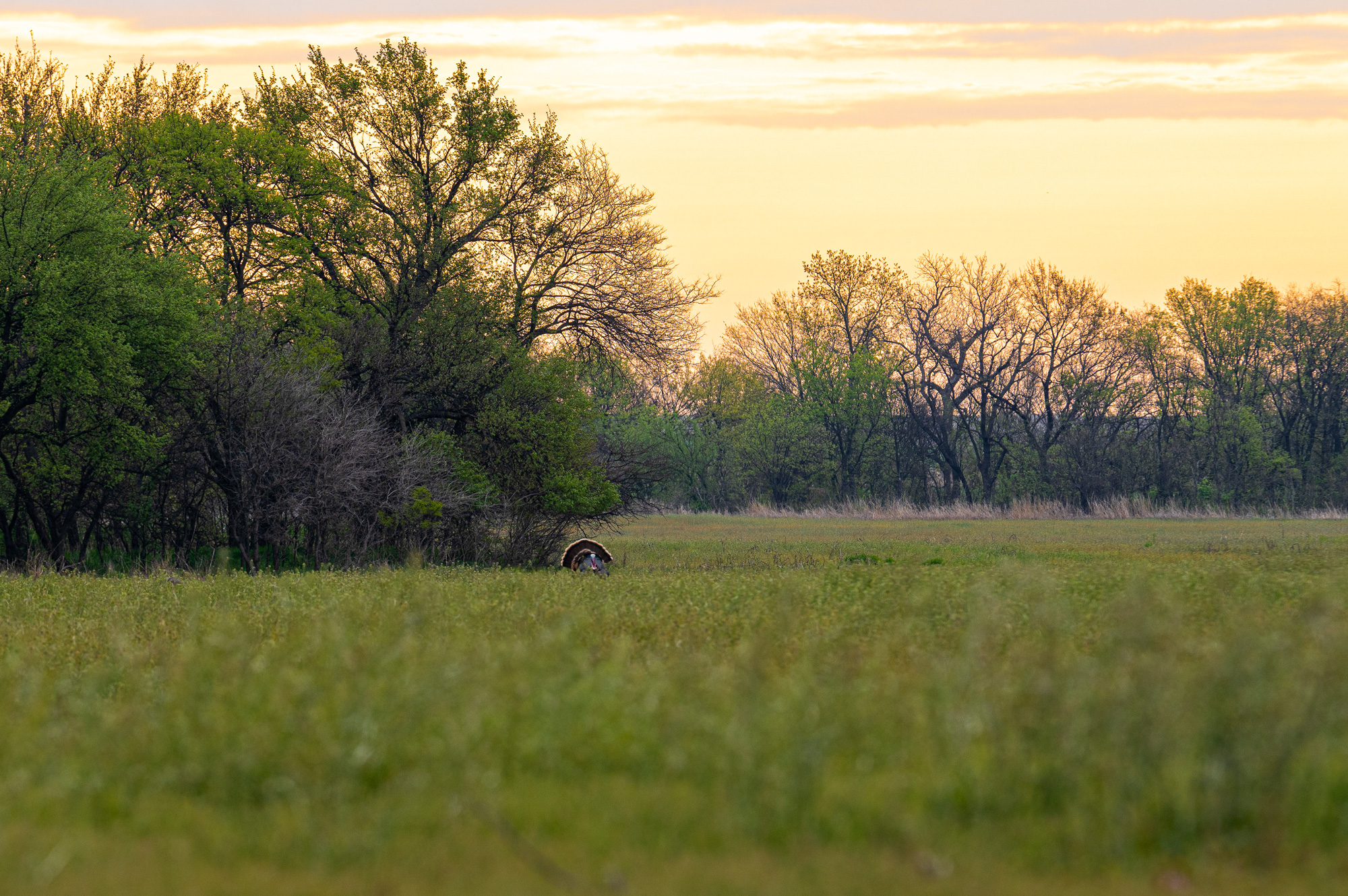 rio grande wild turkey in a field