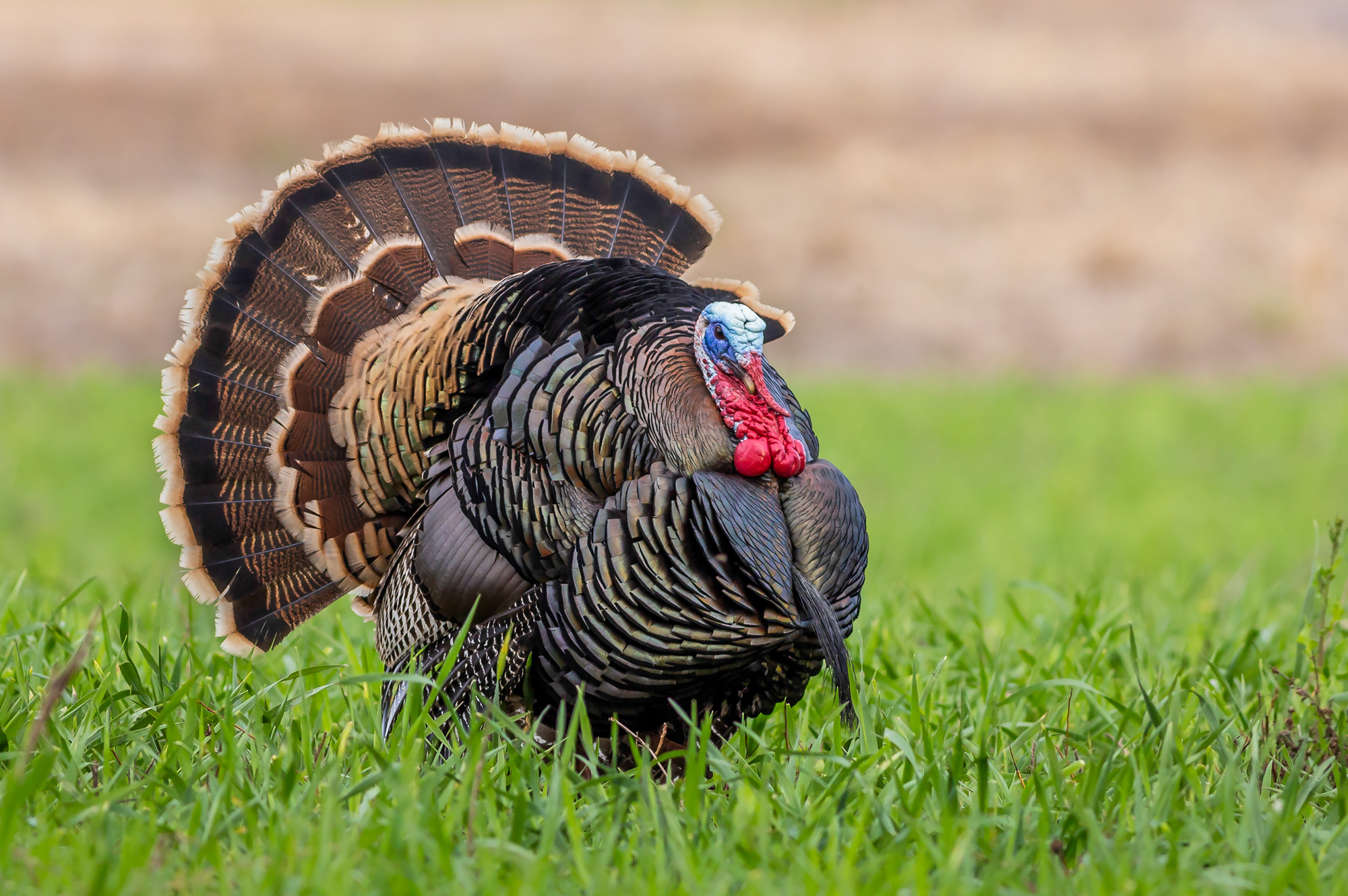 rio grande turkey in a field