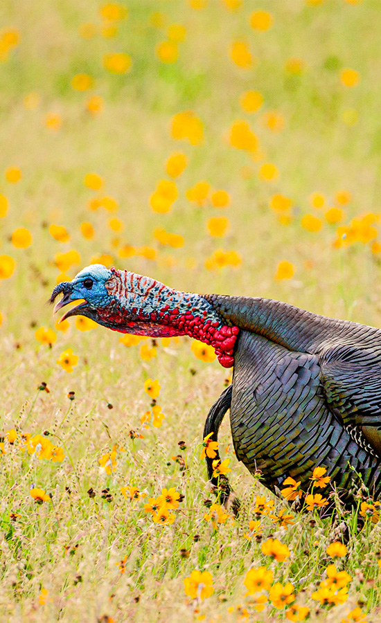 turkey gobbling in a field of yellow flowers