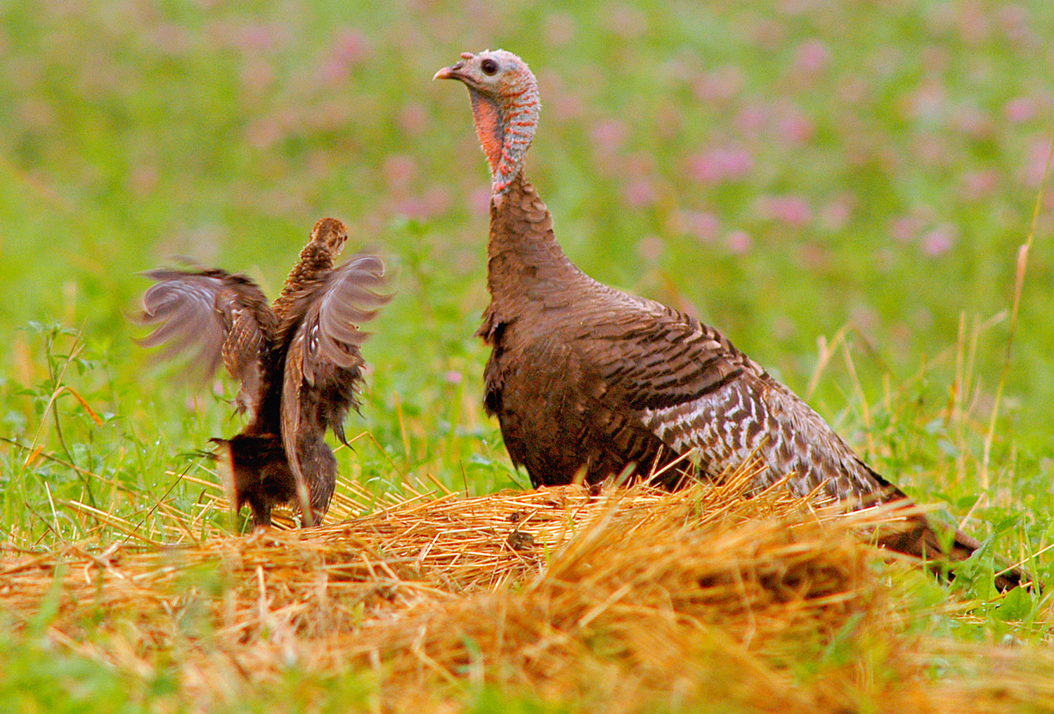 poult and hen turkey