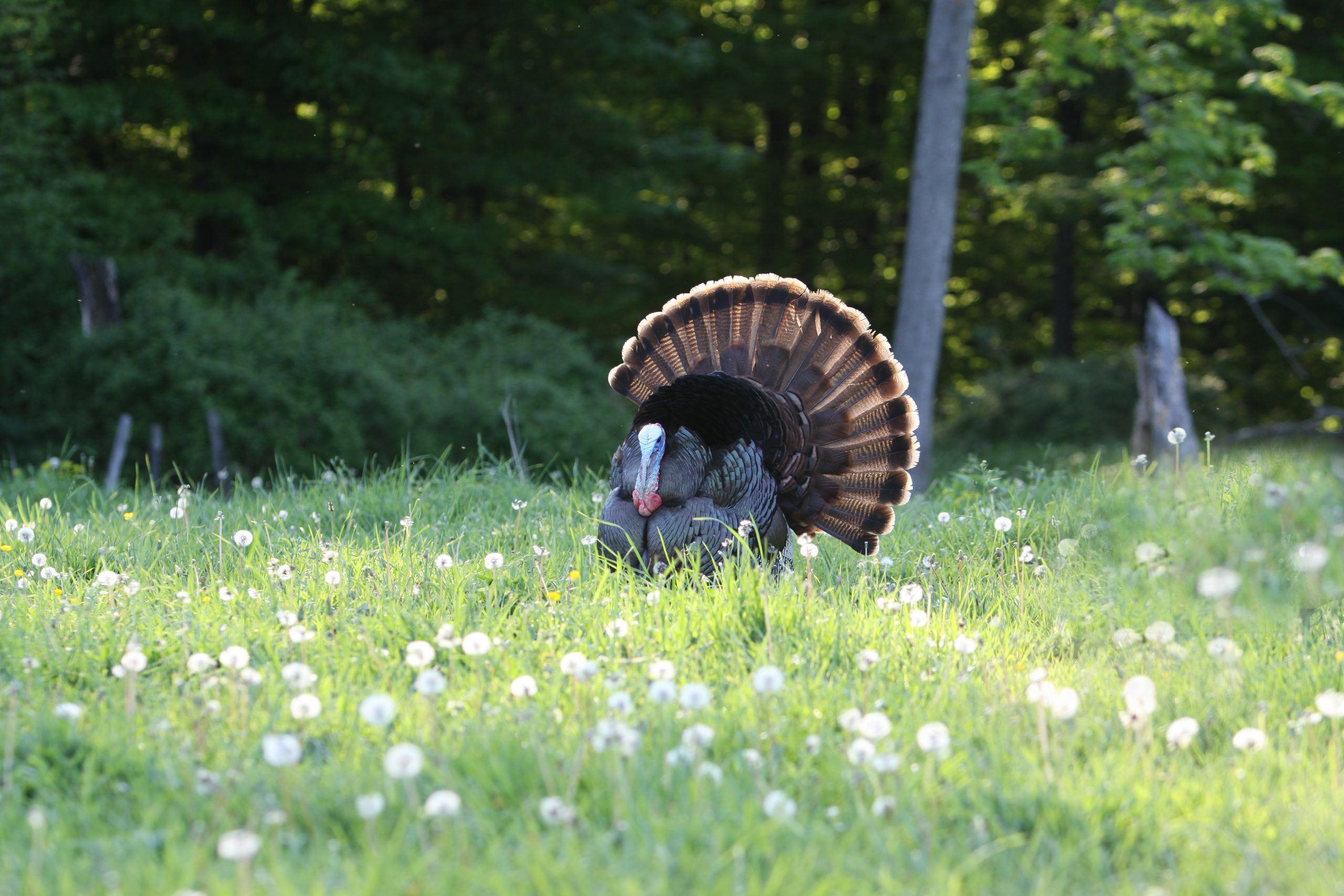 Gobbler strutting through a field