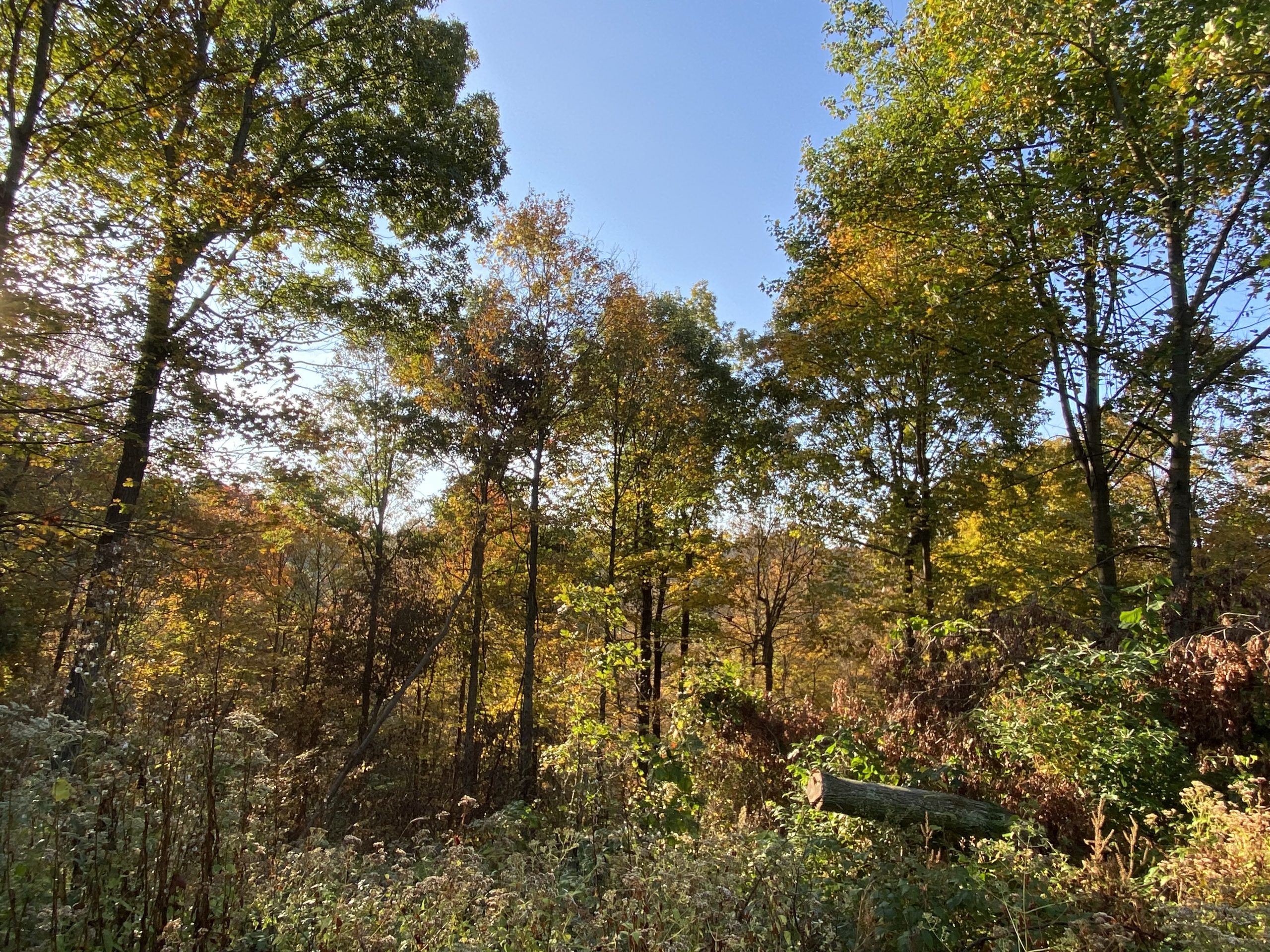 small opening that was created by a landowner for the purpose of regenerating oak under NRCS practice of forest stand improvement