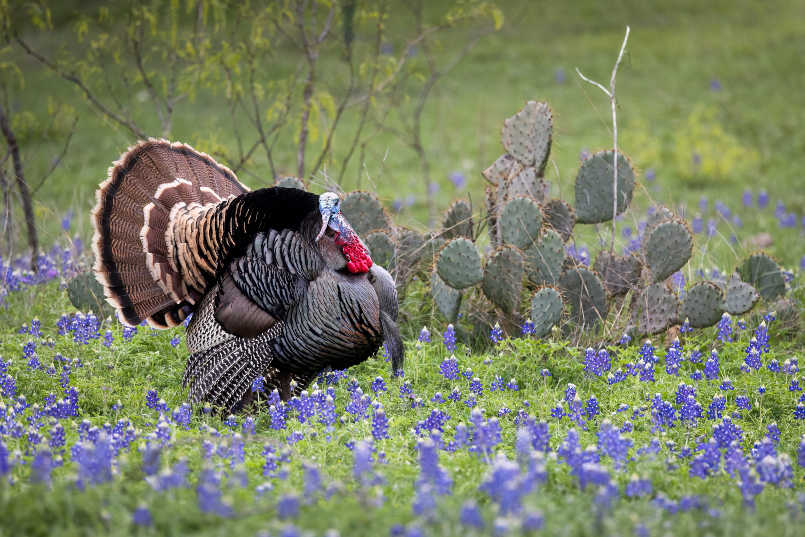 Gobbler strutting in Bluebonnets and Prickly Pear