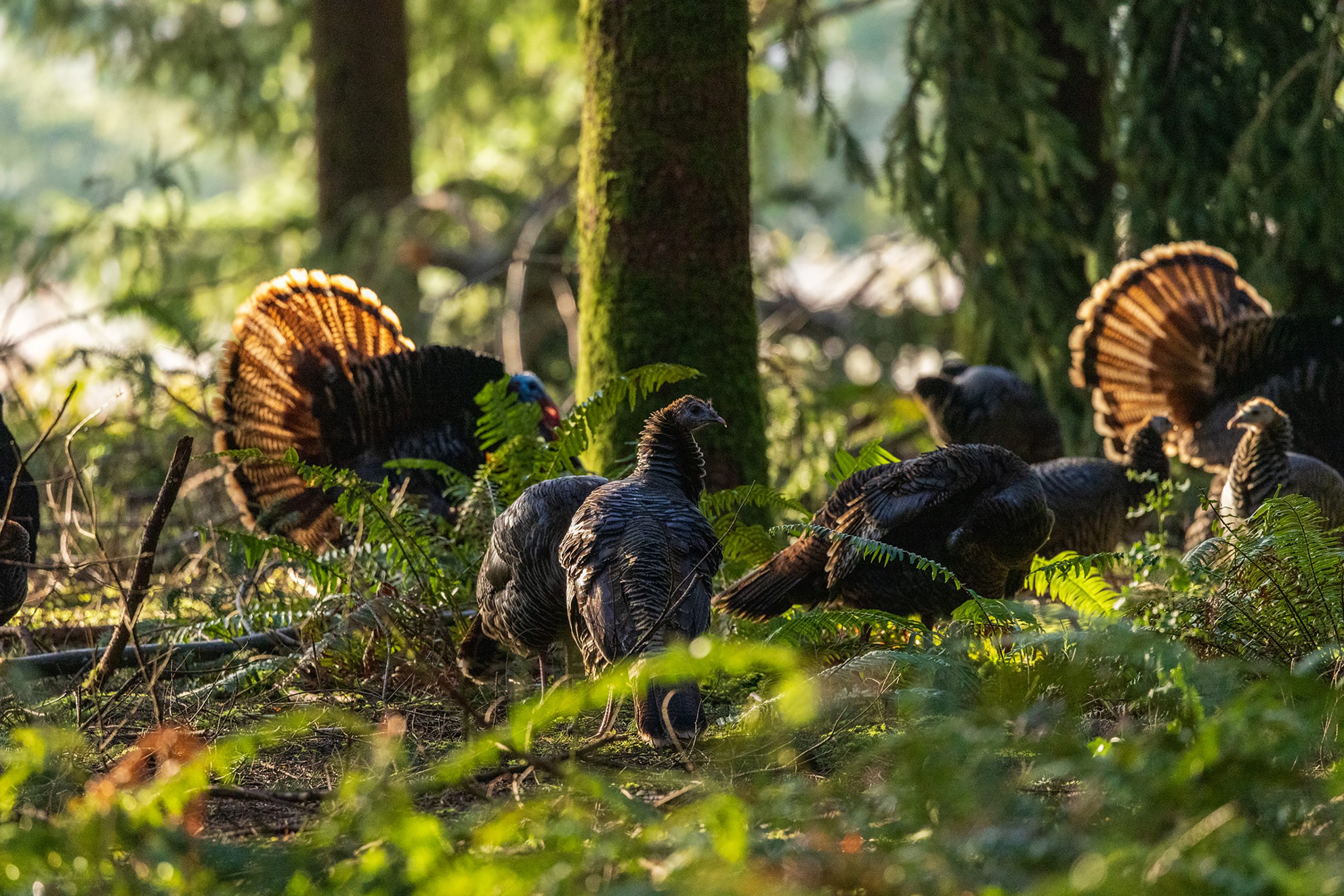 A tom struts in the golden light with hens nearby.