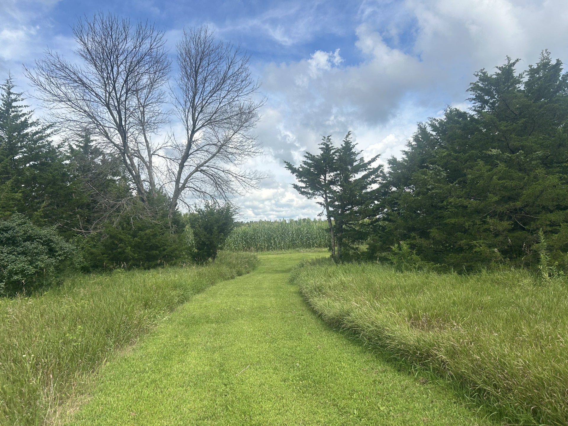 The firebreaks allow for public access throughout the property. Red Cedar trees provide excellent winter cover for deer, turkeys, rabbits, and song birds.